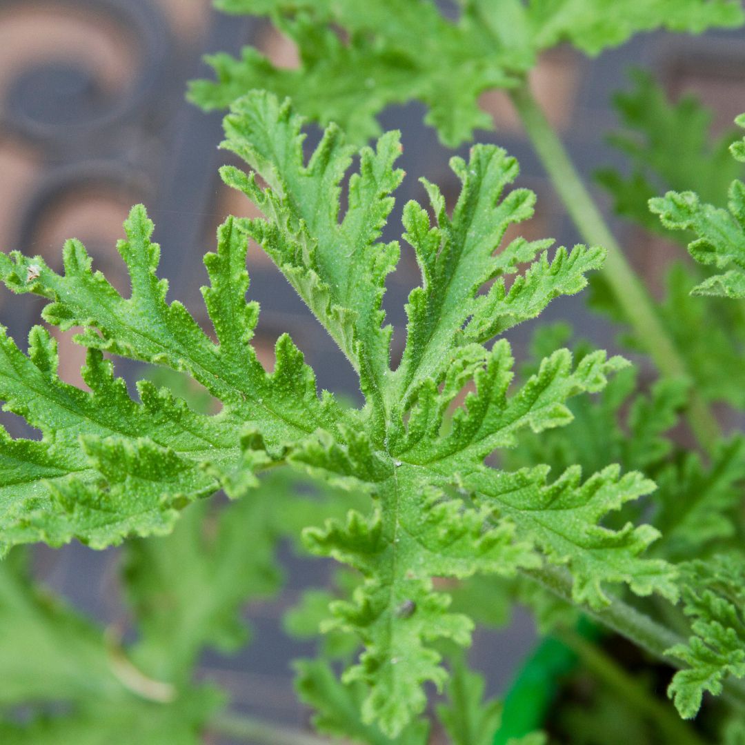 citronella plant
