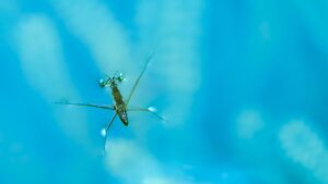 bug floating in water