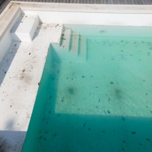 algae in pool